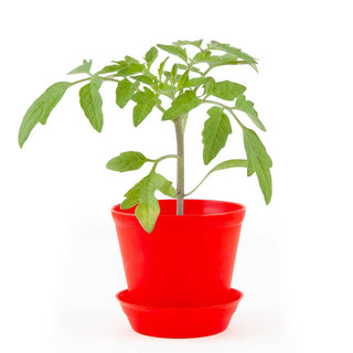 Pot Cloche - Tomate cerise bio